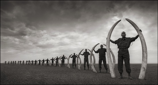 Rangers with Tusks of Killed Elephants